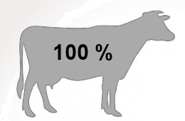 100 % Rindfleisch - ohne Schweinefleisch